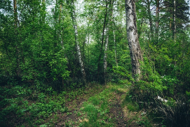 Фото Заросли в густом лесу