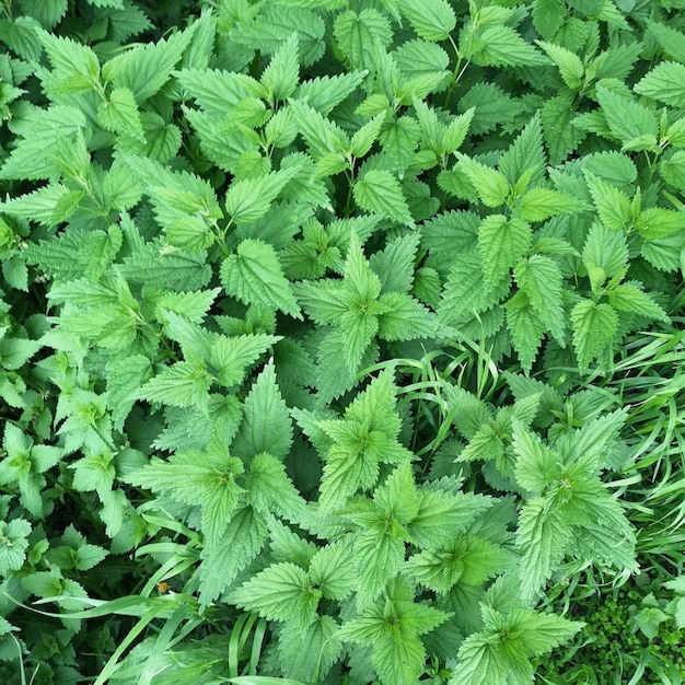 Thickets of stinging nettle many bushes of nettle