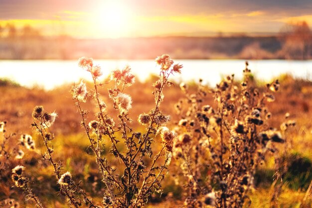 Thickets of weeds thistles in a meadow near the river at sunset