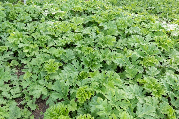 植物の若いハナウドの雑木林はひどい火傷を引き起こします