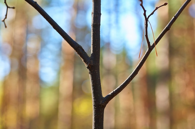 Thin branch in the forest on a blurred forest. 