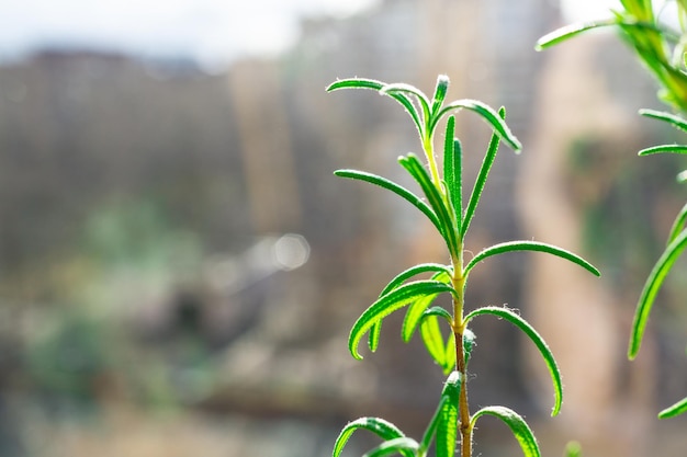 A thin branch of rosemary with bright green leaves