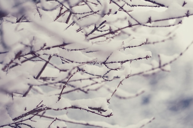 Thin branches in the snow in soft light.