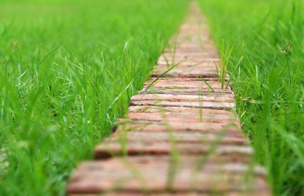 Thin Brick path through green grass