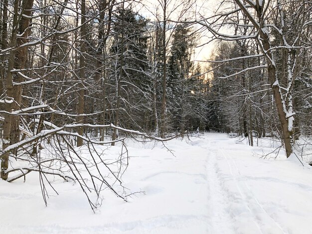 Thin footpath in snowdrift in winter forest