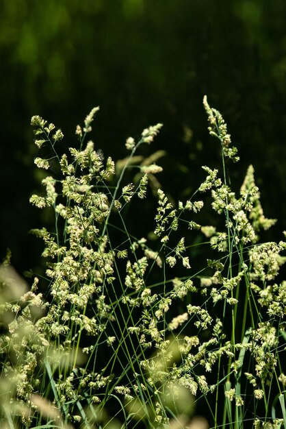 薄い草夏の野外植物壊れやすい自然緑の植栽環境環境