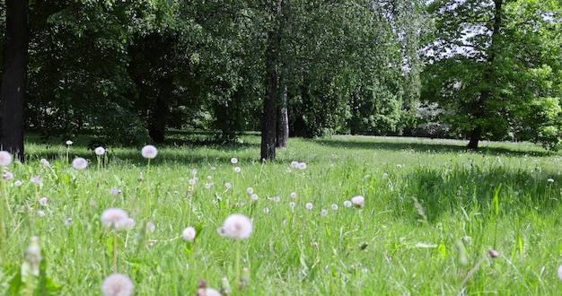 太陽の光で照らされた公園の薄い緑の草