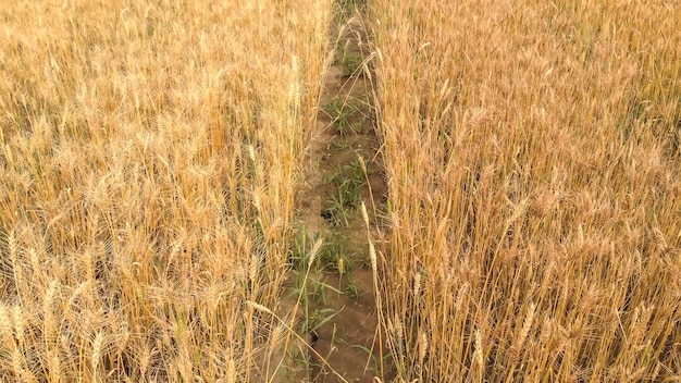 Тонкая почва между густыми полями со спелой пшеницей