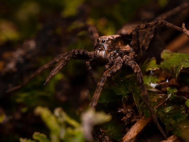 땅에 앉아있는 얇은 다리 늑대 거미 (Pardosa sp.).