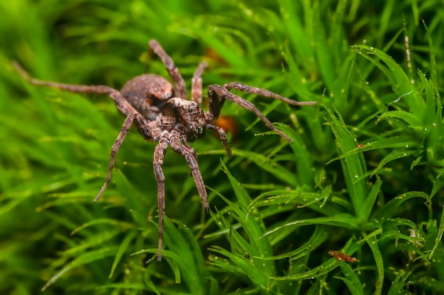 写真 地面に座っている細い足のオオアシコモリグモ（pardosa sp。）。