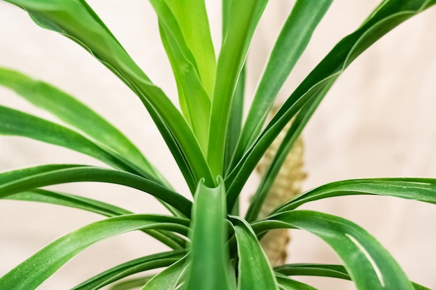 Thin long leaves of a home plant