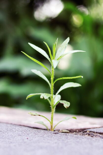 写真 薄い長い植物はコンクリートのクローズアップで育ちます