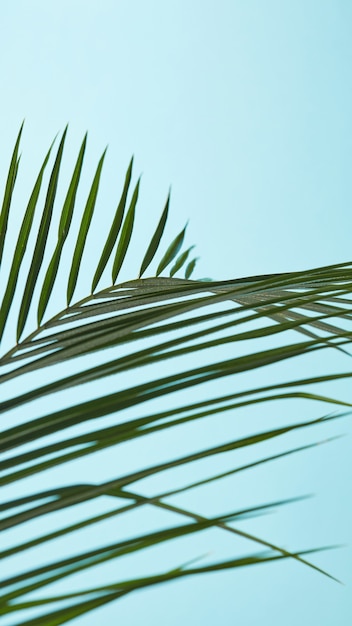 Thin palm leaves presented on a blue background