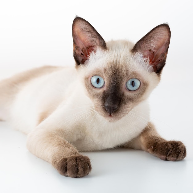 thin siamese cat on white background