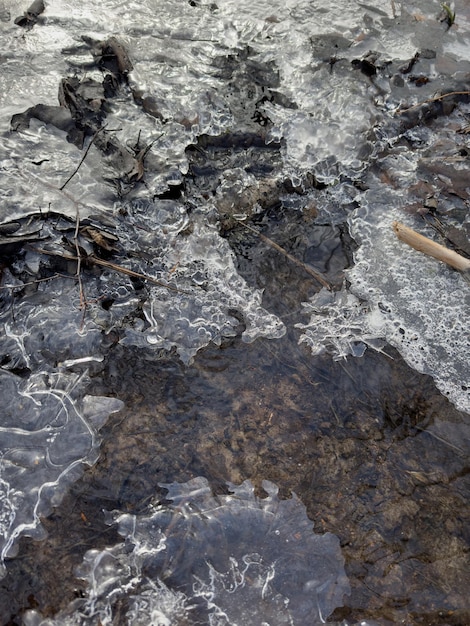 春の日に公園の池に薄い透明な氷が氷の乾いた草の中の葉っぱを描いています