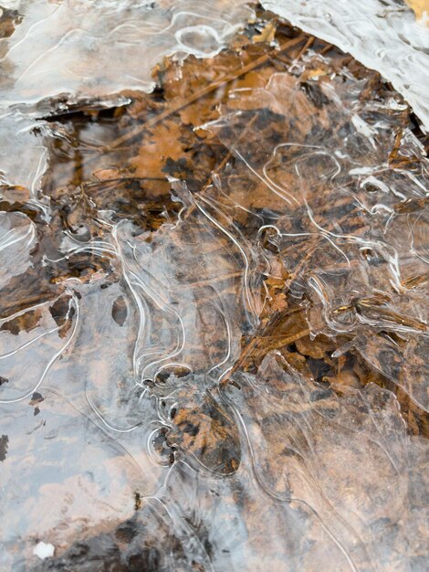 Thin transparent ice on a puddle in the park on a winter day foliage through the ice