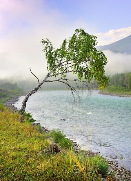 A thin tree leaned over the water of the river in the morning mist under a blue sky. Altai, Siberia, Russia