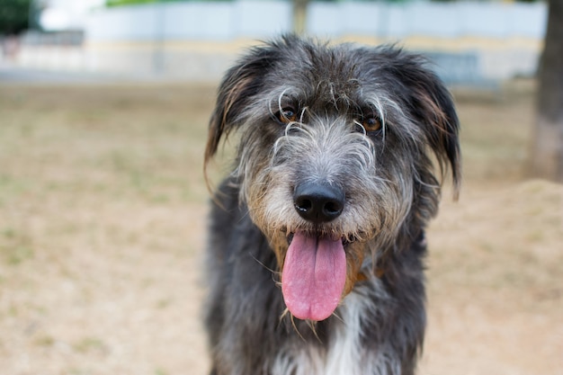 夏の暑さに舌を出して三十黒犬