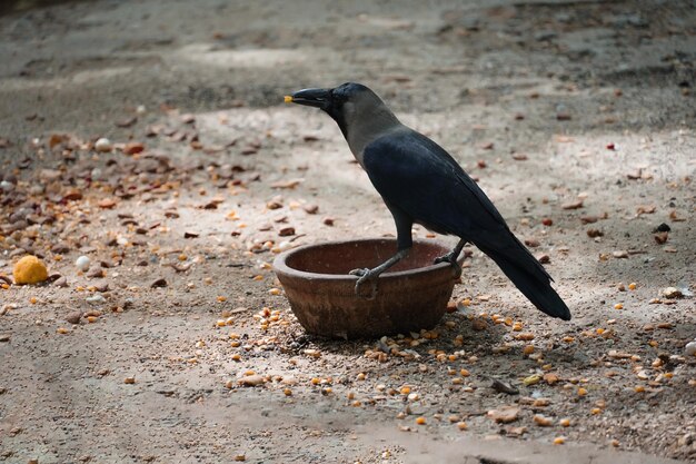 のどが渇いたカラス飲料水画像屋外