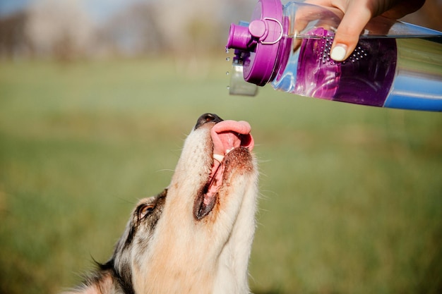 Foto acqua potabile del cane assetato dalla bottiglia di plastica nelle mani del proprietario