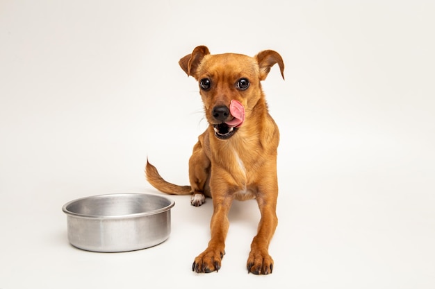 Thirsty or hungry dog next do an empty bowl