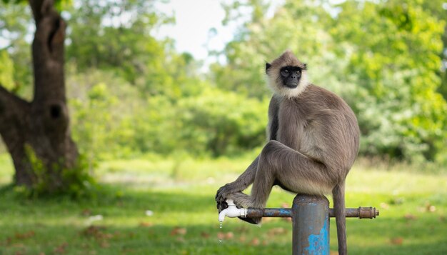 Thirsty monkey sitting on top of the water tap and looking back