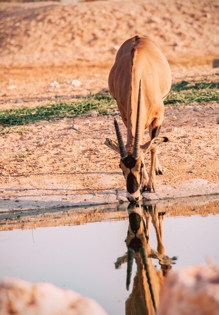 Photo thirsty oryx