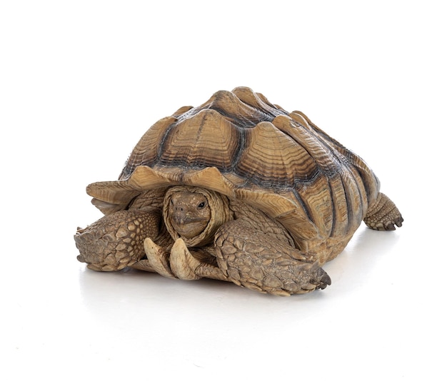 Thirteen year old male ridged turtle or Sulcata on white background