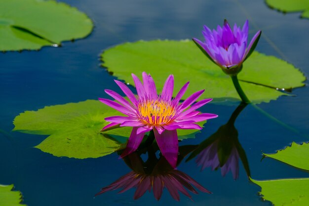 この美しい水や蓮の花は豊かな色彩で飾られています