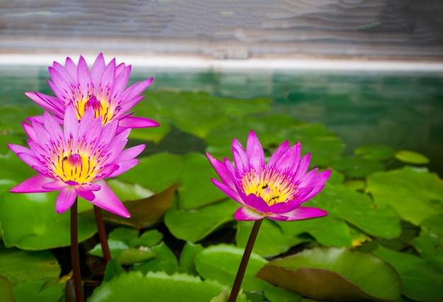 This beautiful waterlily or lotus flower in pond