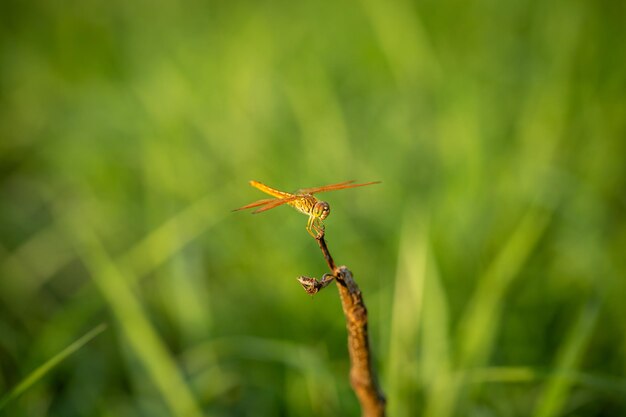 This blush green dragonfly is very beautiful combined with a green background space illuminated by