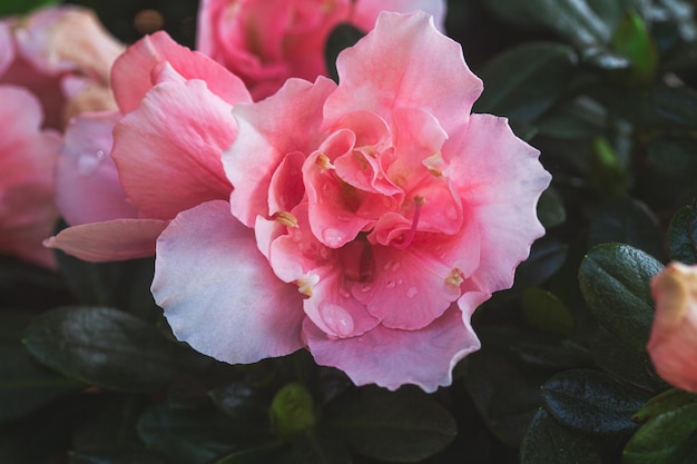 This floral botanical photo displays delicate tender pink hibiscus flower called Hibiscus