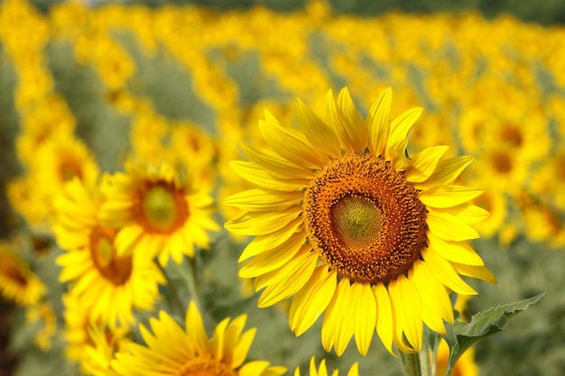 This is a beautiful sunflower hammer.