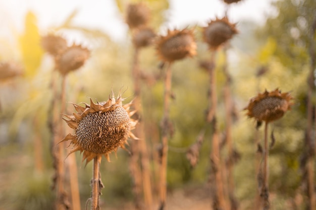 Foto questo è un girasole essiccato girasoli appassiti girasoli secchi maturi pronti per la raccolta grande girasole secco e morto