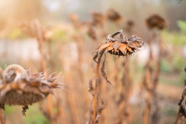 Foto questo è un girasole essiccato girasoli appassiti girasoli secchi maturi pronti per la raccolta grande girasole secco e morto