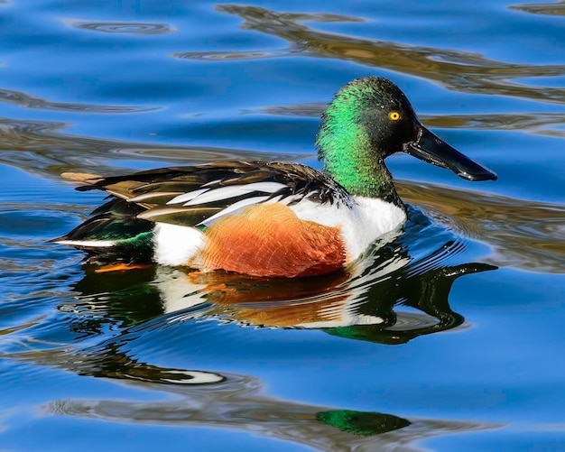 This is a male Northern Shoveler Duck floating on a beautiful blue pond.