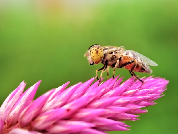 これはバクトロセラ・キュルビテ (Bactrocera cucurbitae) のメロンハエでピンクの花に立っています