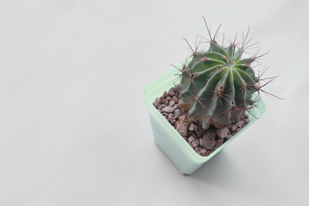 This is a miniature cactus.