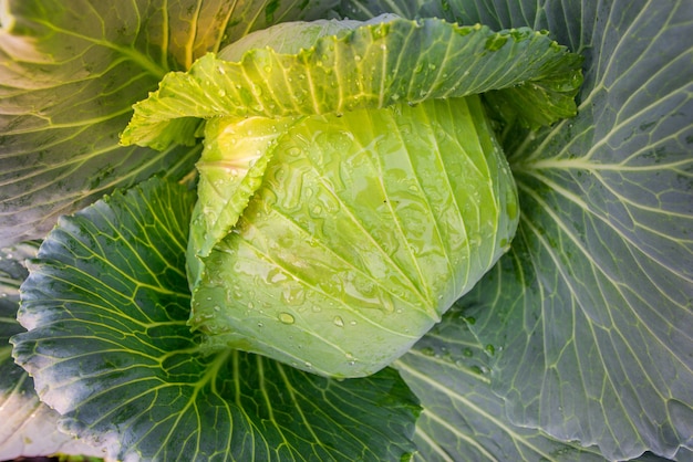 This is organic grown colorful cabbages well tendered by professional gardeners.