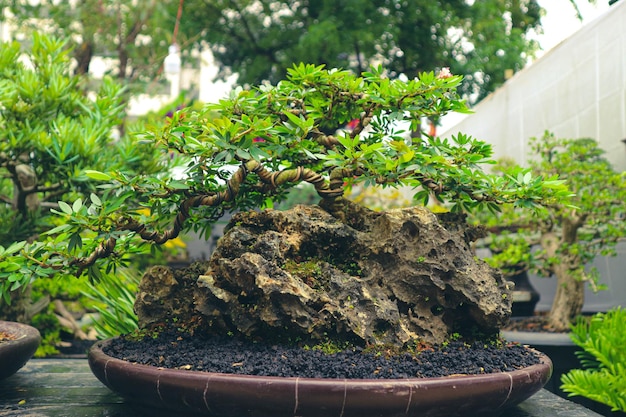 This is a photo of various types of bonsai