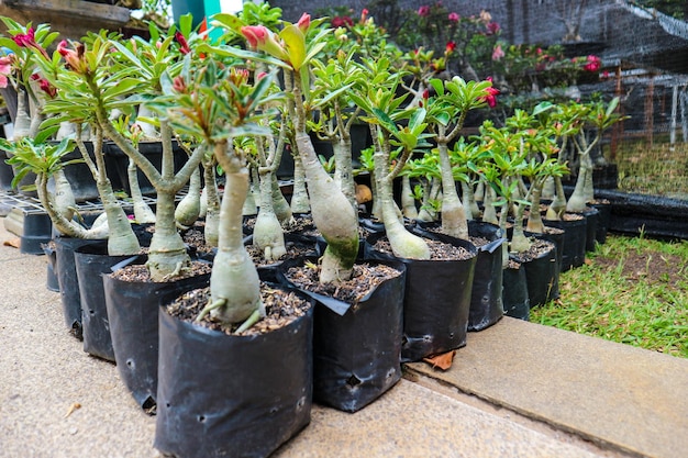 This is a photo of various types of bonsai