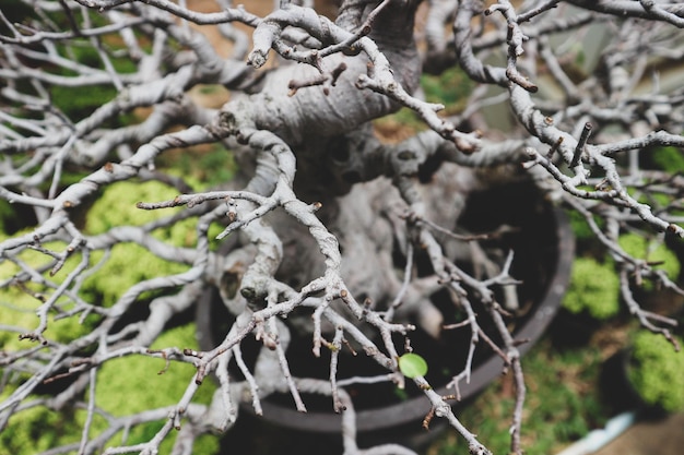 This is a photo of various types of bonsai