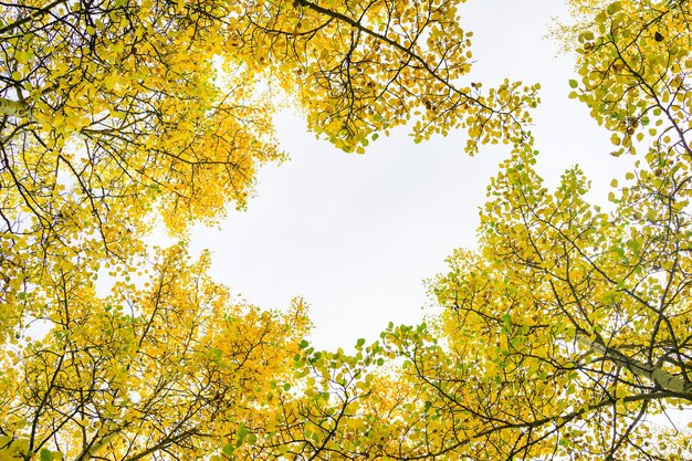 This is the picture of aspen tree with golden yellow leaves from aspen colorado