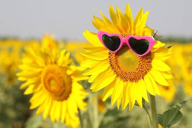 This is a sunflower with glasses.