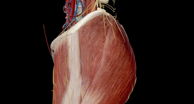 Foto questo nervo si trova nella parte inferiore della schiena e scende lungo la parte posteriore di ogni gamba