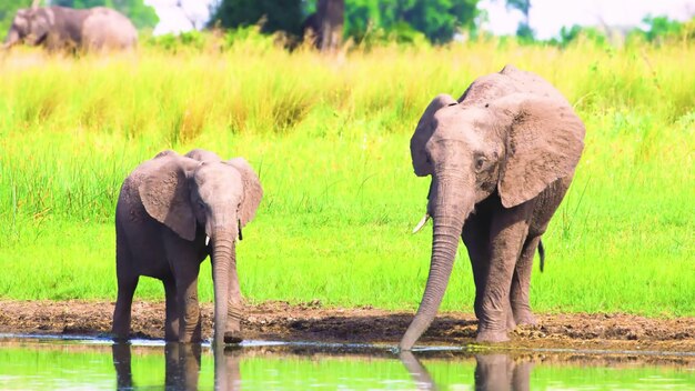 この写真は、自然の中で繁栄する野生動物の驚くべき美しさと多様性を示しています。