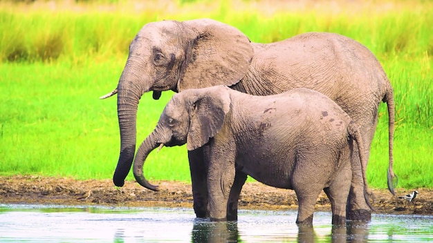 この写真は、自然の中で繁栄する野生動物の驚くべき美しさと多様性を示しています。