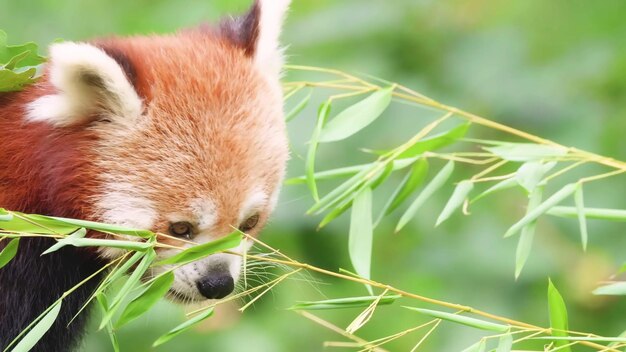 この写真は、自然の中で繁栄する野生動物の驚くべき美しさと多様性を示しています。