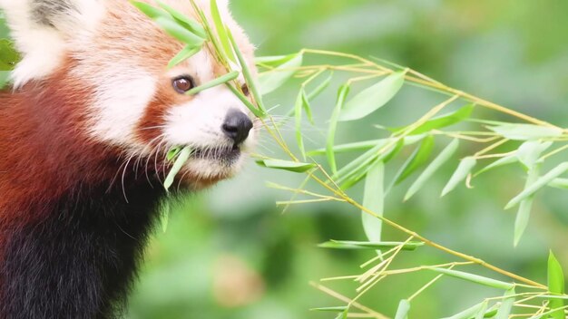 この写真は、自然の中で繁栄する野生動物の驚くべき美しさと多様性を示しています。