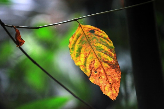 This picture is the color of the leaves.